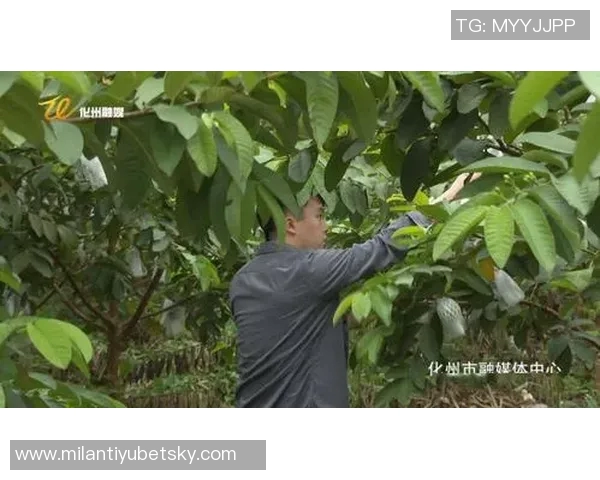 媒体人分析小杨现状：频繁奔波成常态新秀表现无特别之处